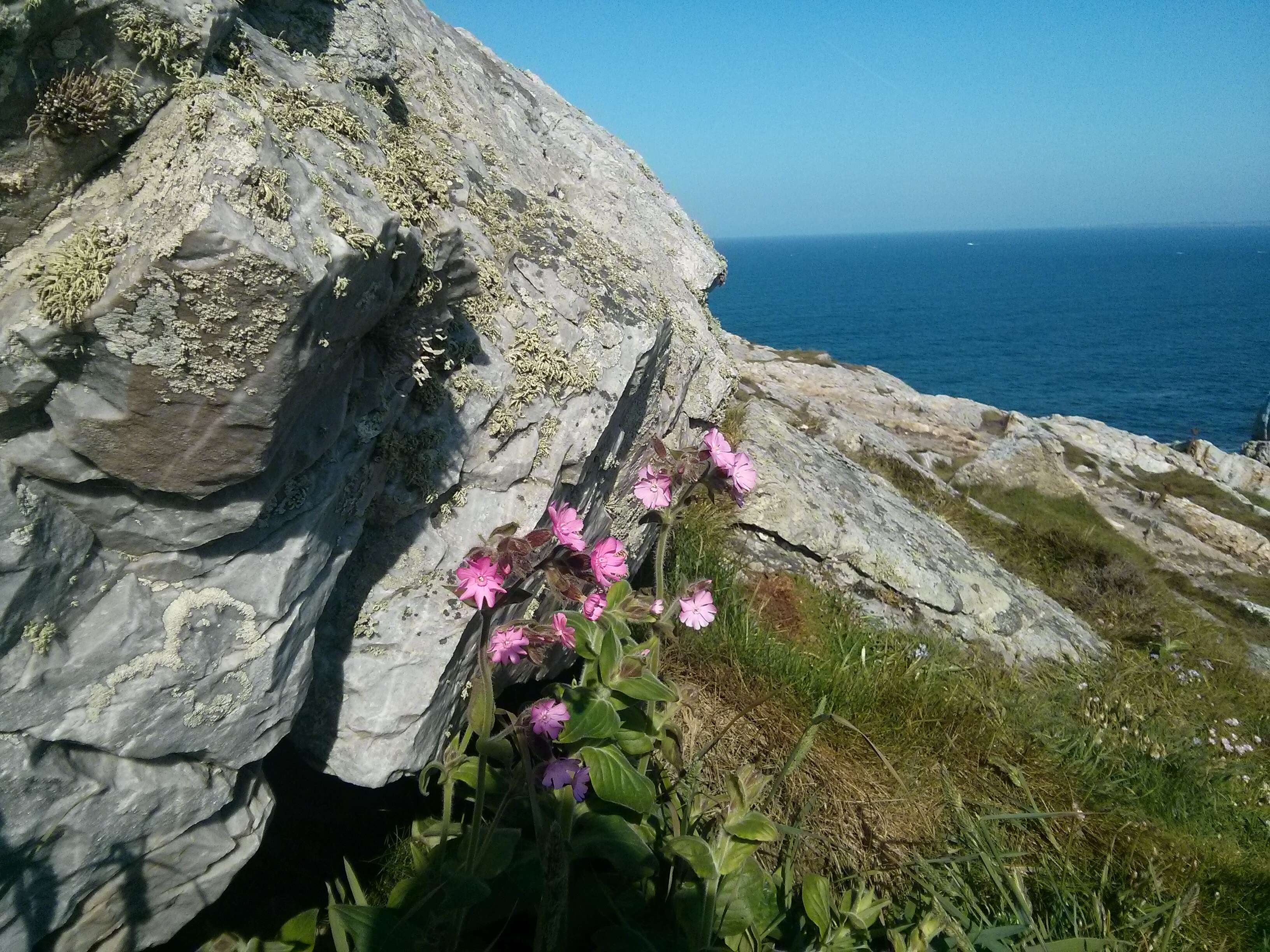 Image of red catchfly