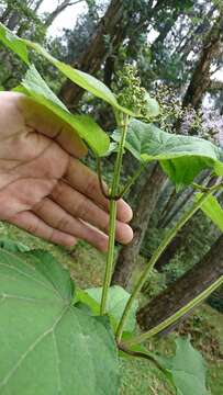 Image of Hebeclinium tetragonum Benth.