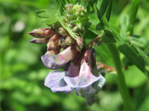 Image of bush vetch