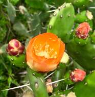 Opuntia rioplatense resmi