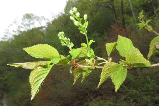 Слика од Prunus maximowiczii Rupr.