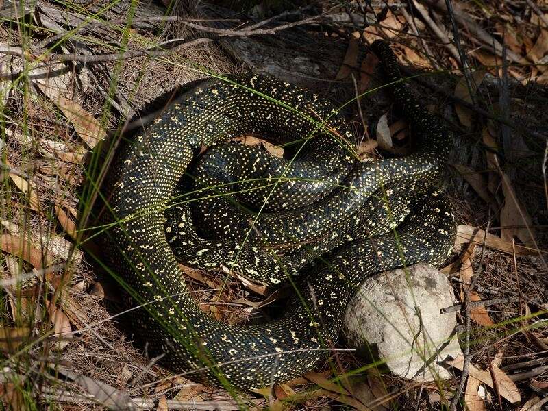 Morelia spilota spilota (Lacépède 1804) resmi