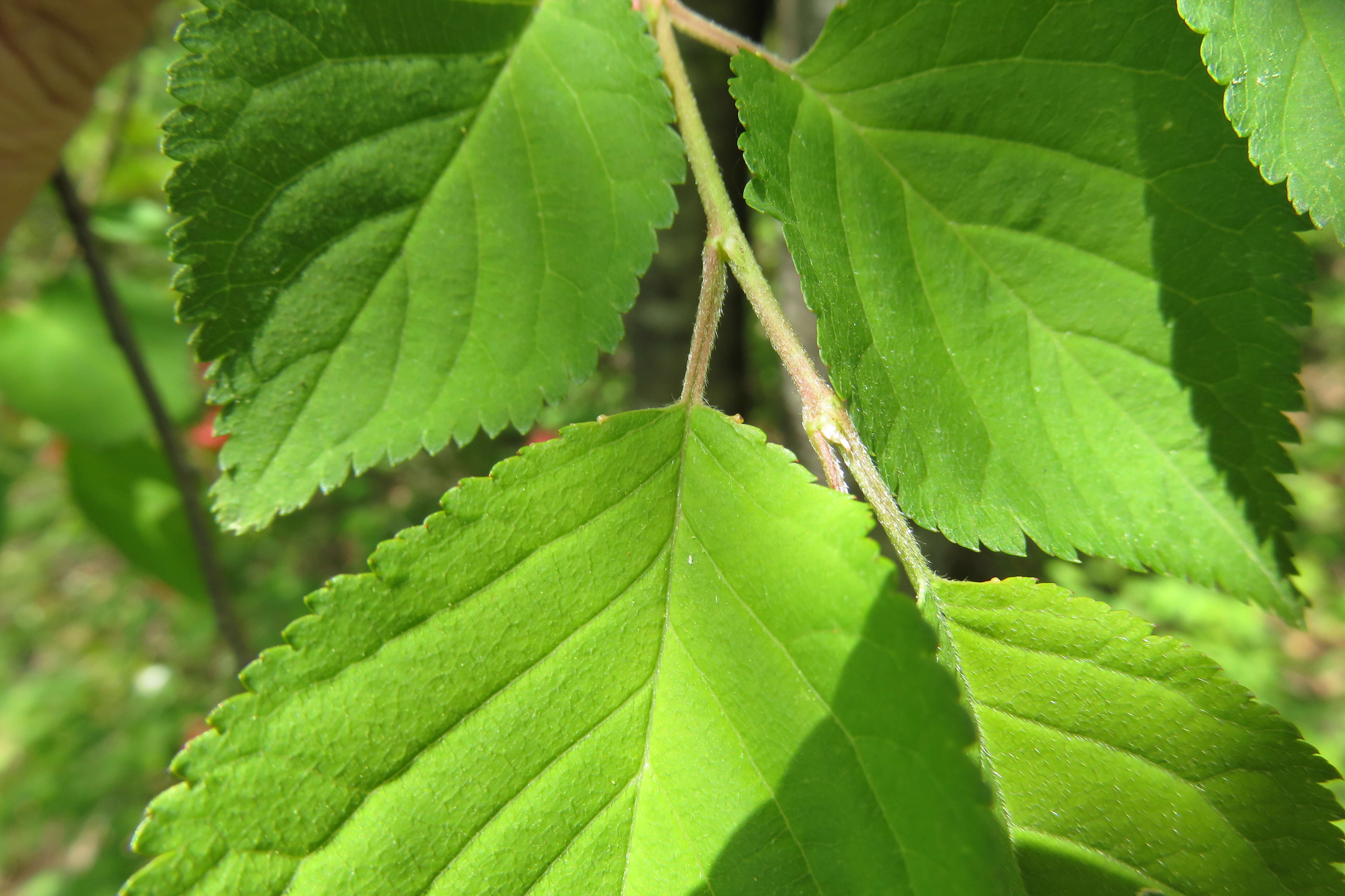 Слика од Prunus maximowiczii Rupr.