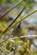 صورة Orocrambus catacaustus Meyrick 1885