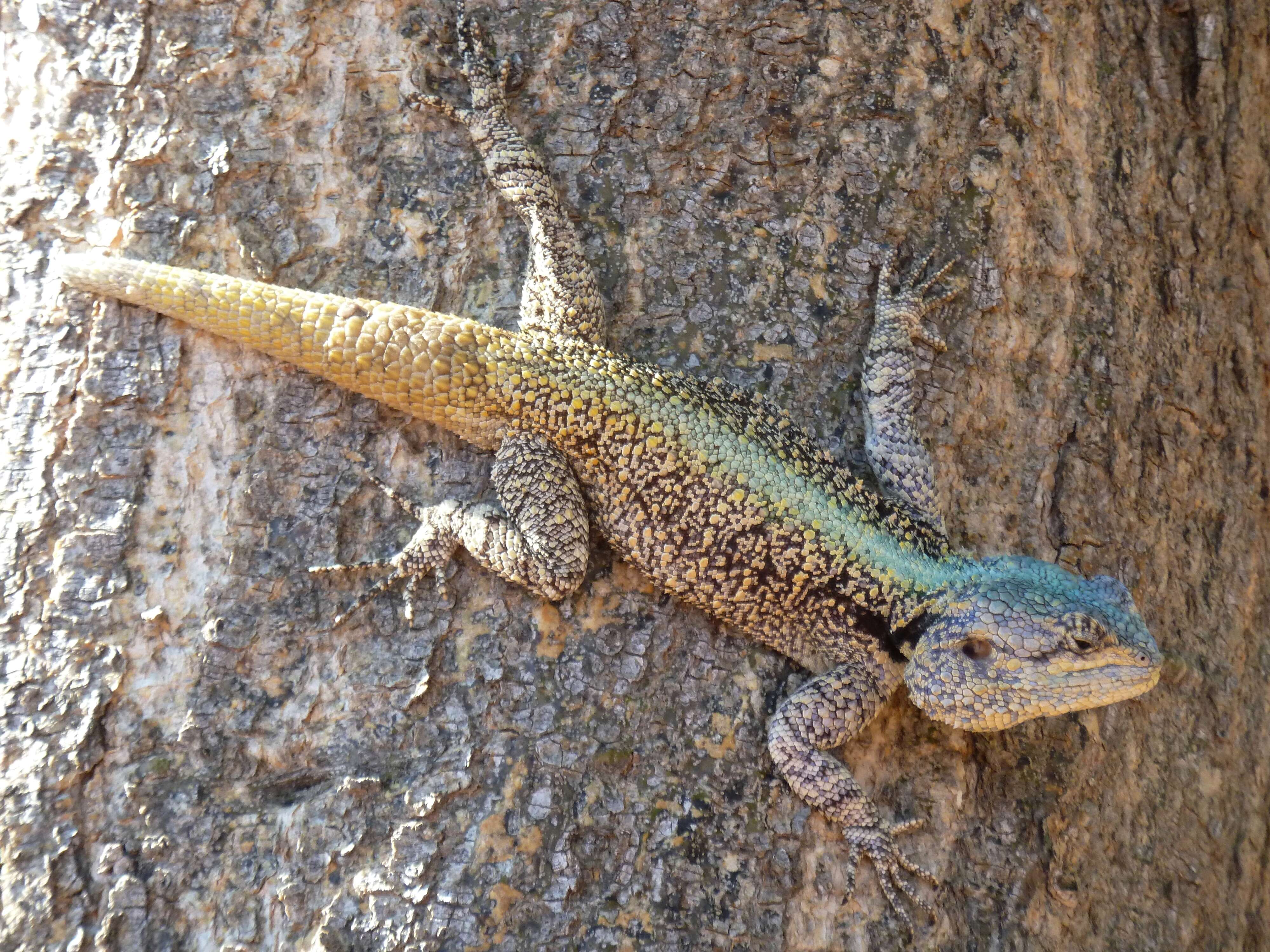 Image of Black-necked Agama