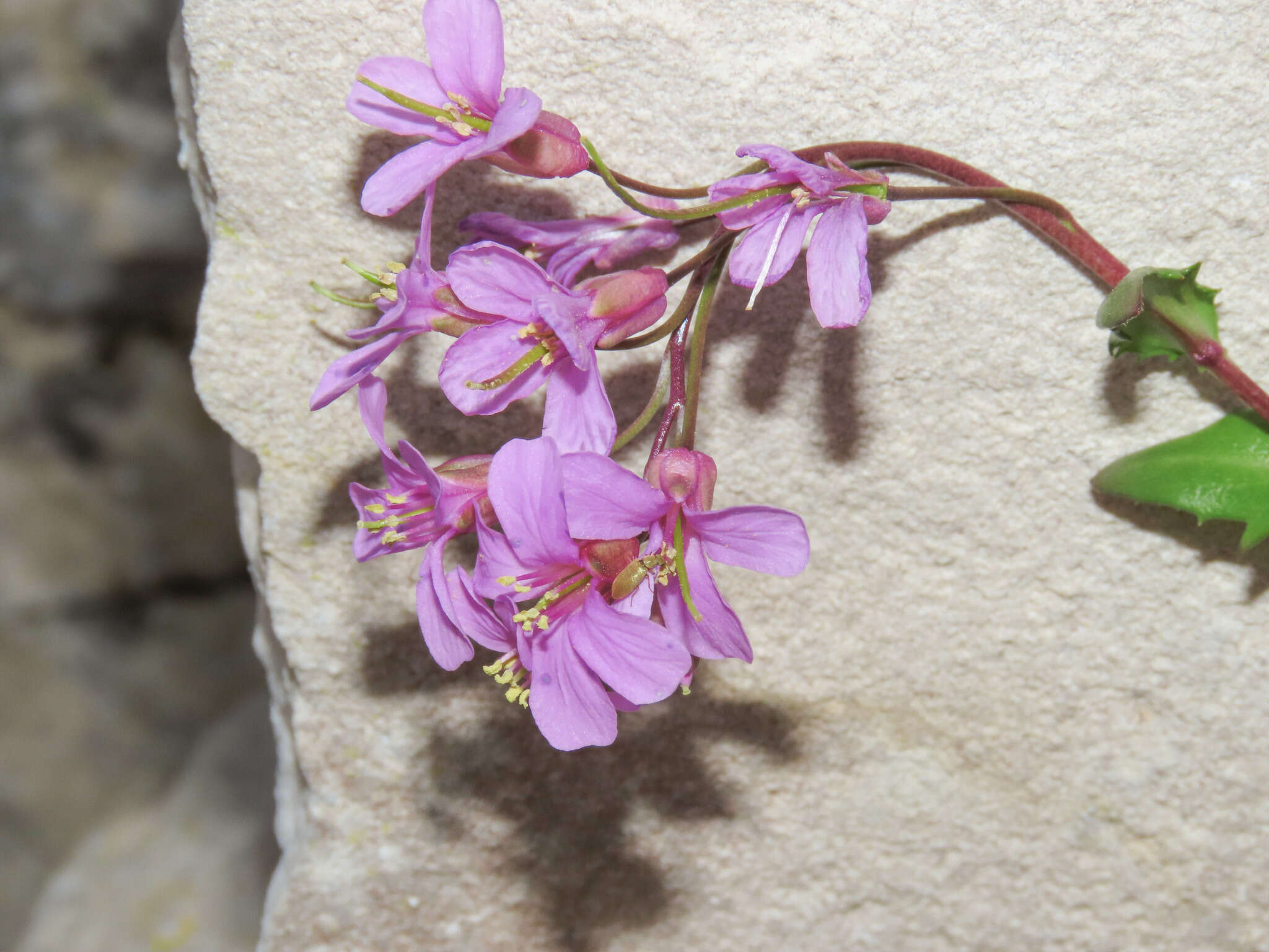 Arabis collina Ten.的圖片