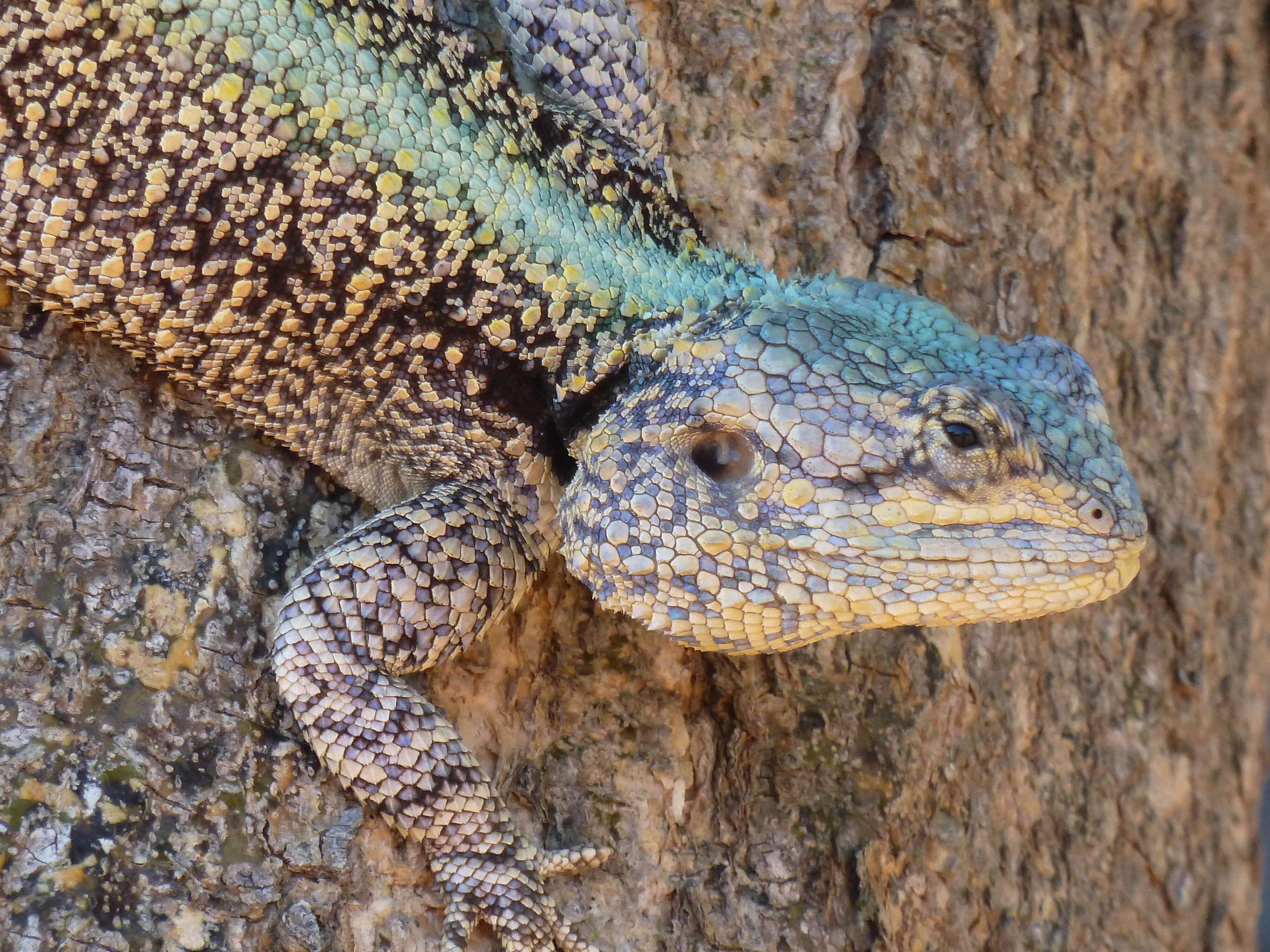 Image of Black-necked Agama