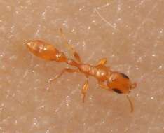 صورة Pseudomyrmex seminole Ward 1985