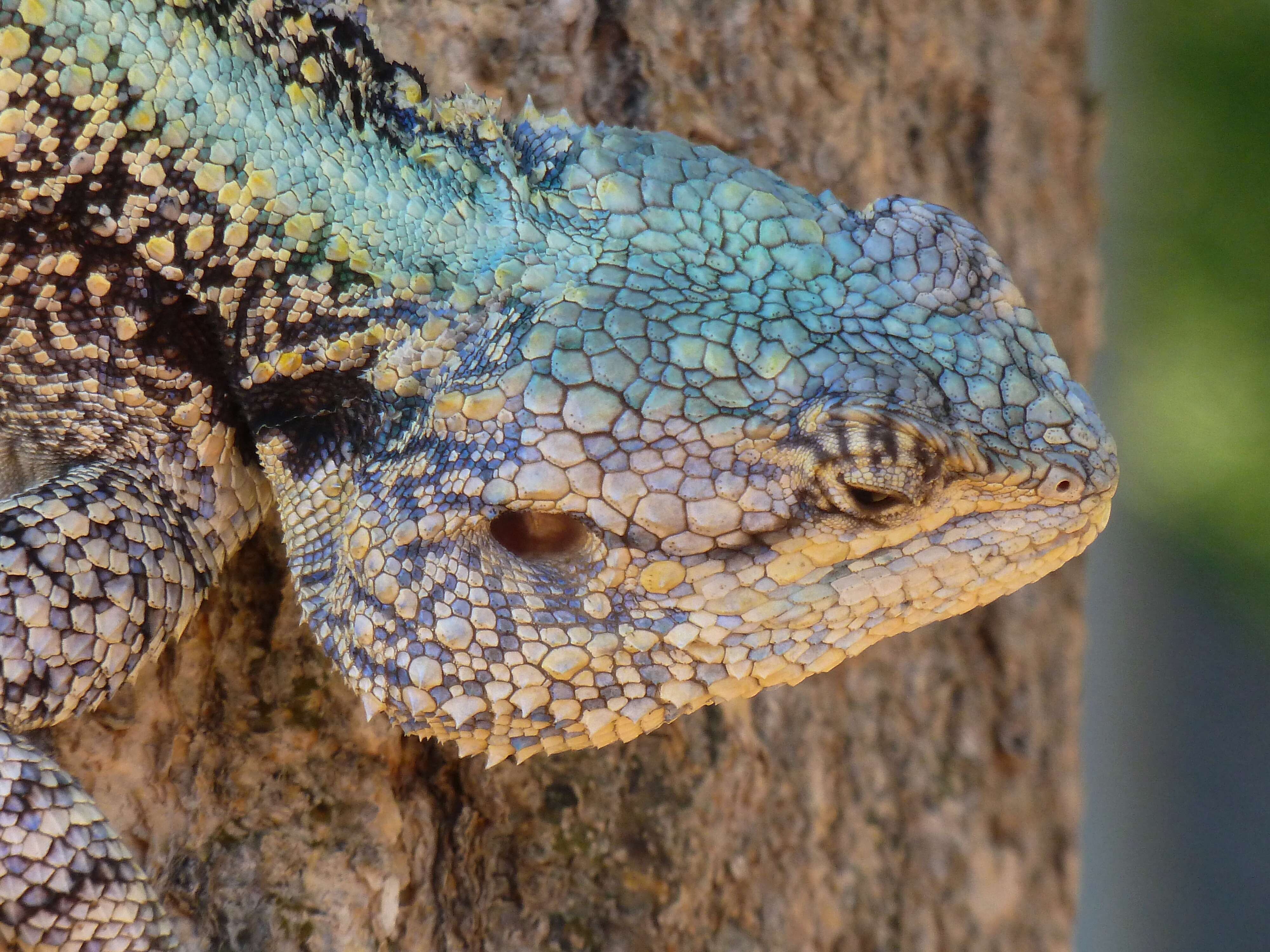 Image of Black-necked Agama