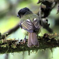 Image of Rufous-breasted Flycatcher