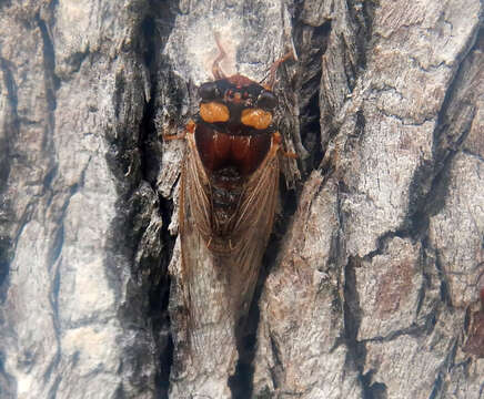 Image de Tryella castanea (Distant 1905)