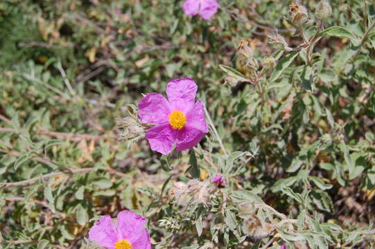 Image of Cistus creticus L.