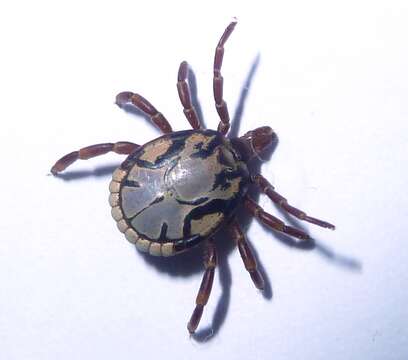 Image of Amblyomma hebraeum Koch 1844