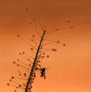 Image of Drosera binata Labill.