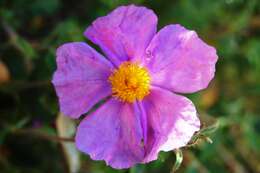 Image of Cistus creticus L.