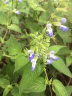 Image de Salvia rypara Briq.