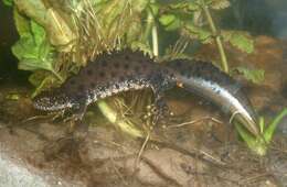 Image of Crested and marbled newts