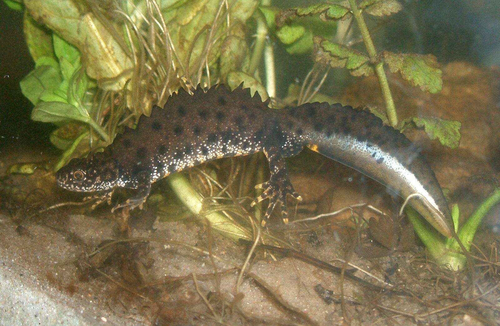 Image of Crested and marbled newts