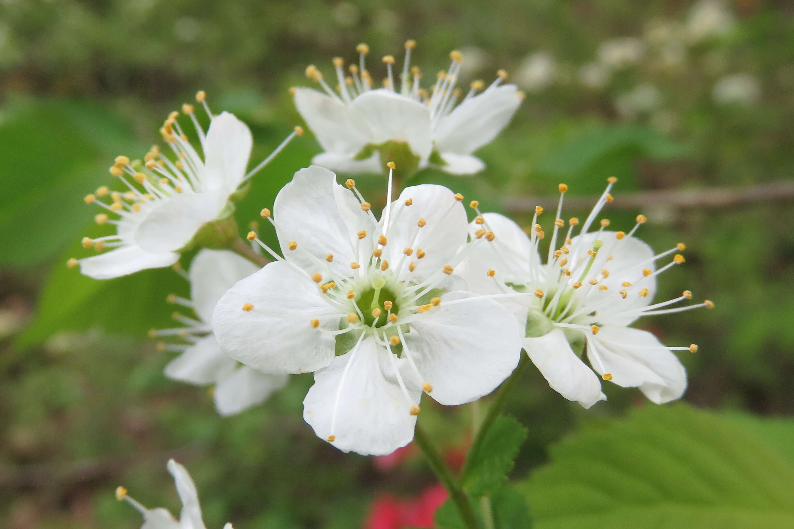 Prunus maximowiczii Rupr. resmi