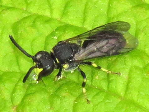 Hylaeus modestus Say 1837 resmi