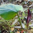 Image of Arum nigrum Schott