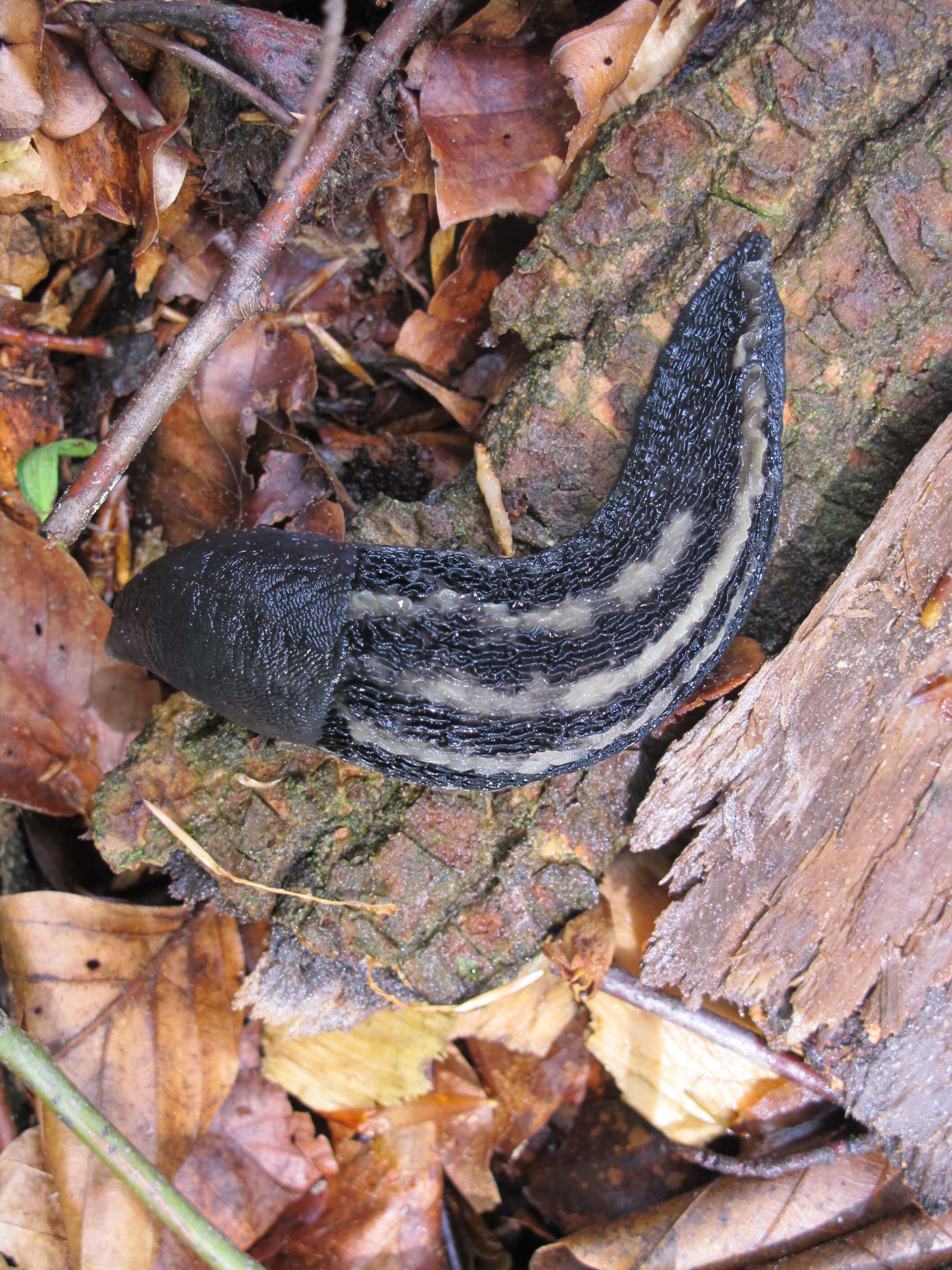 Image of ash-black slug