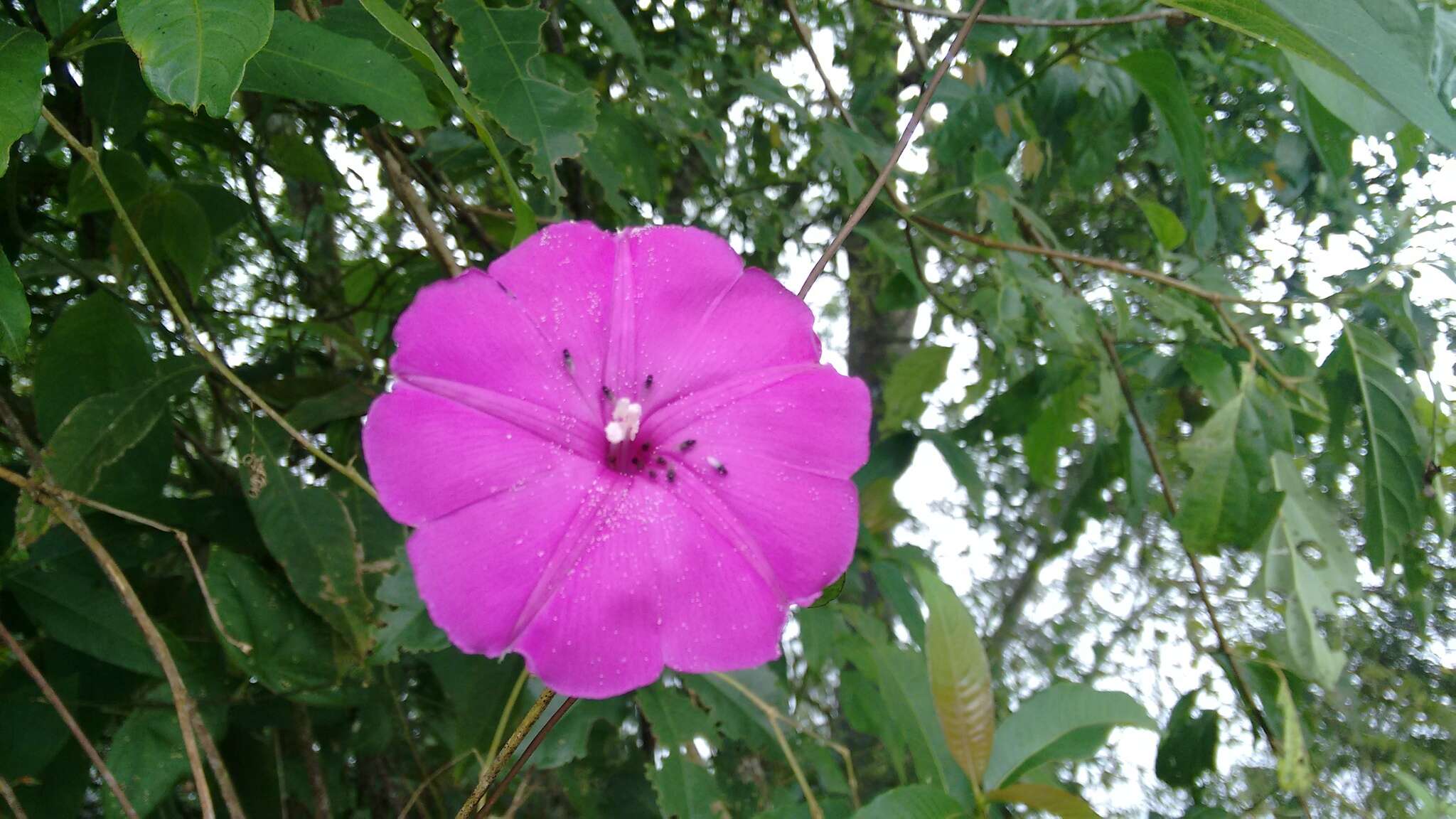 Image of Ipomoea dumosa (Benth.) L. O. Wms.