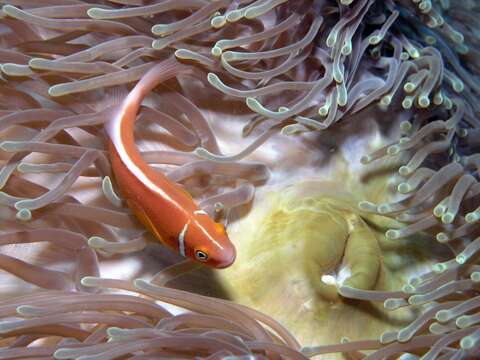 Image of Pink anemonefish