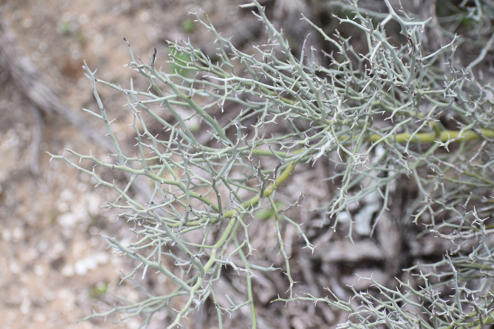 Image of Texas paloverde