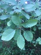 Imagem de Cotinus obovatus Raf.