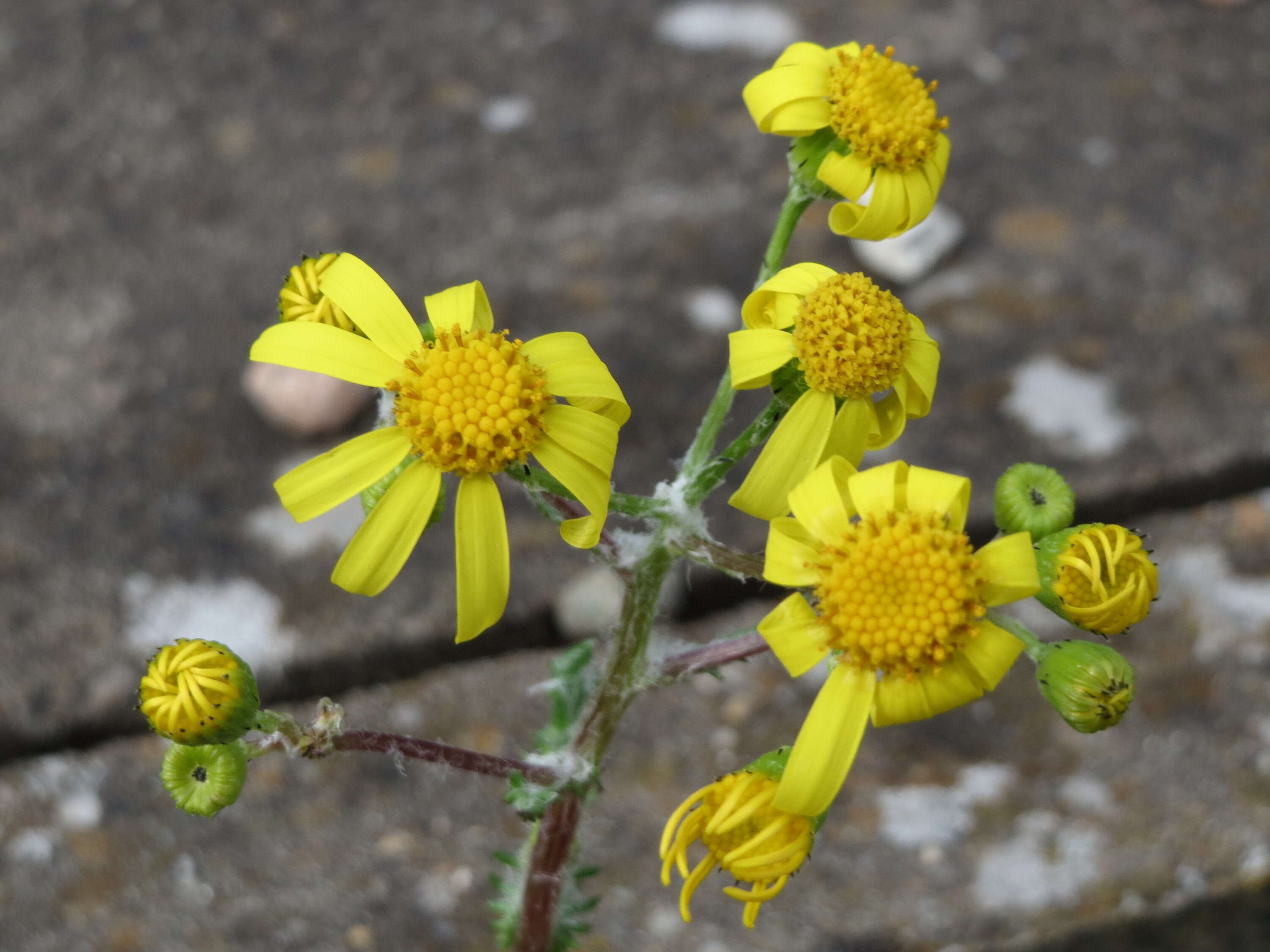 Image of eastern groundsel