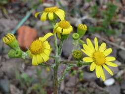 Image of eastern groundsel