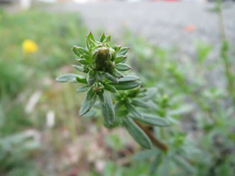 Plancia ëd Galium mollugo L.