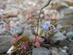 Image of strict forget-me-not