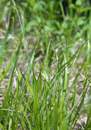 Image of Carex maximowiczii Miq.