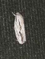 Image of Grey Agriophara Moth