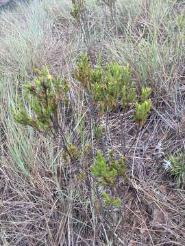 صورة Hypericum juniperinum (L. fil.) Kunth