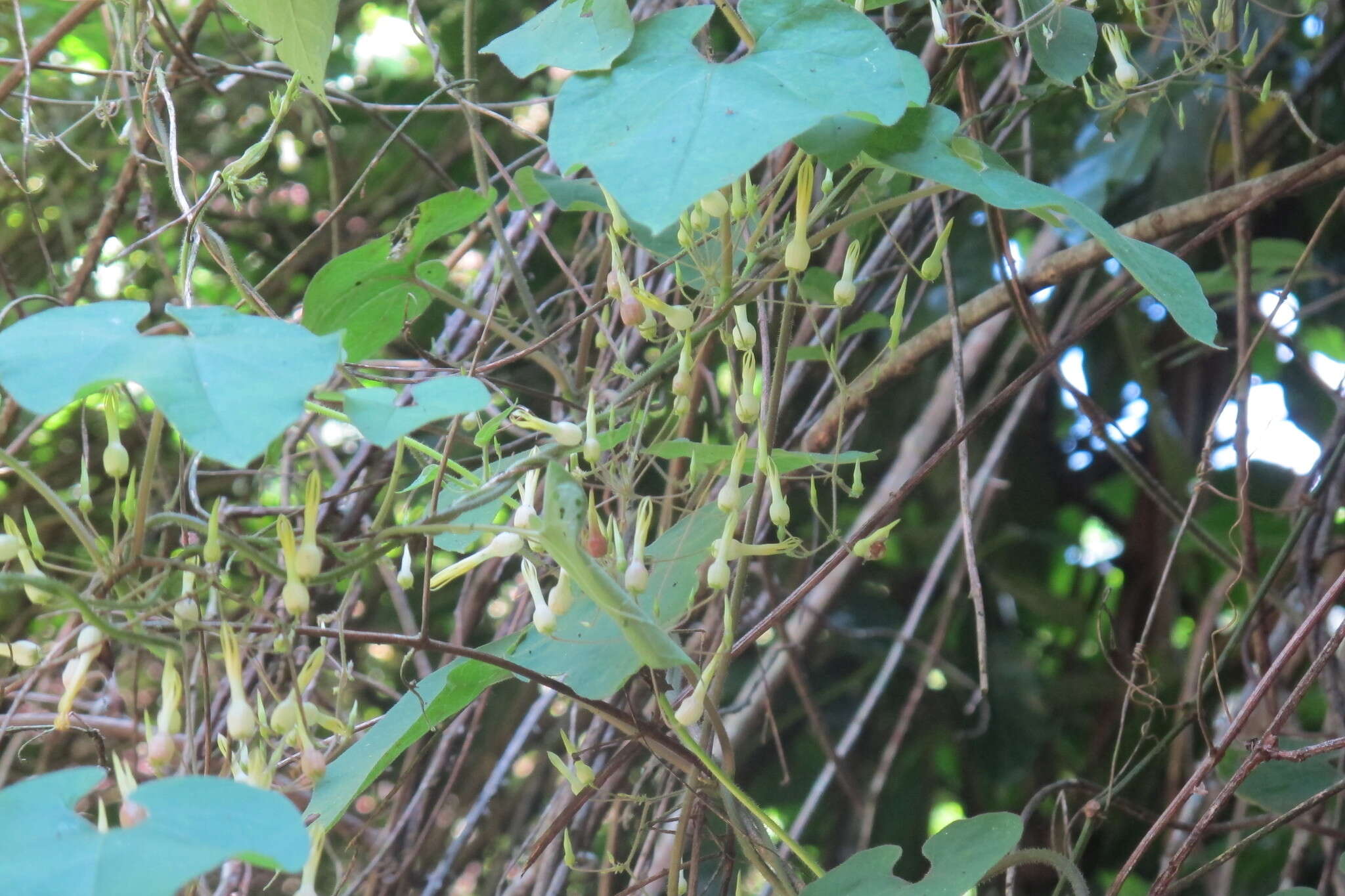 Image de Riocreuxia torulosa (E. Mey.) Decne.