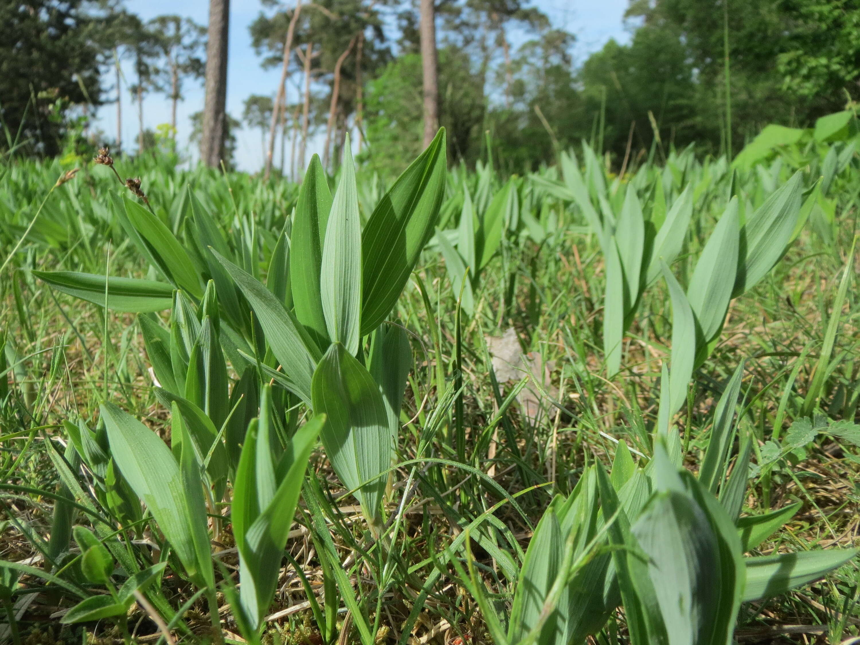 Image of Angular Solomon's Seal