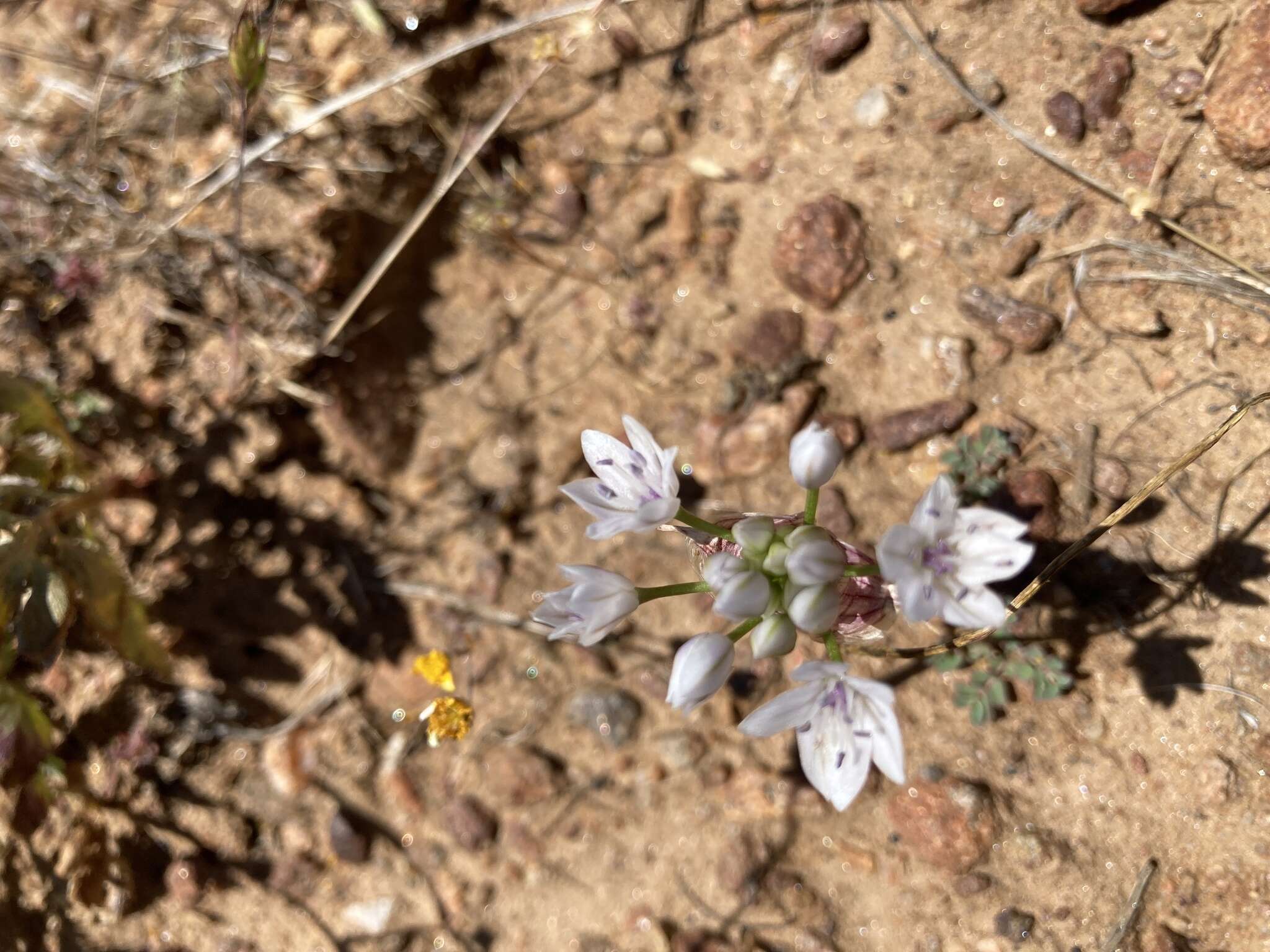 Allium parryi S. Watson的圖片