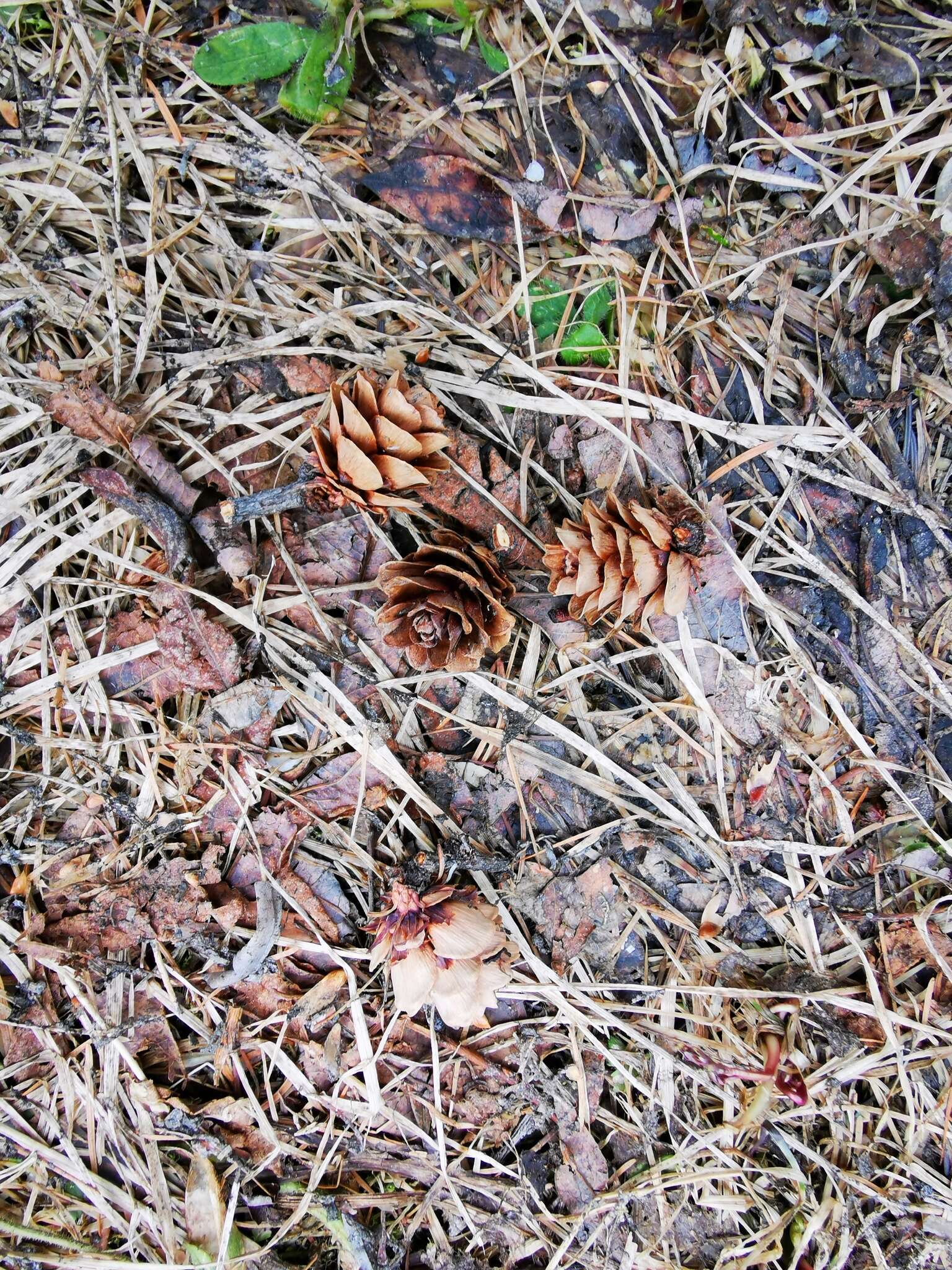 Image of Larix gmelinii var. gmelinii