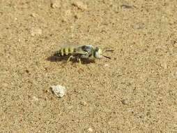 Imagem de Philanthus albopilosus Cresson 1865