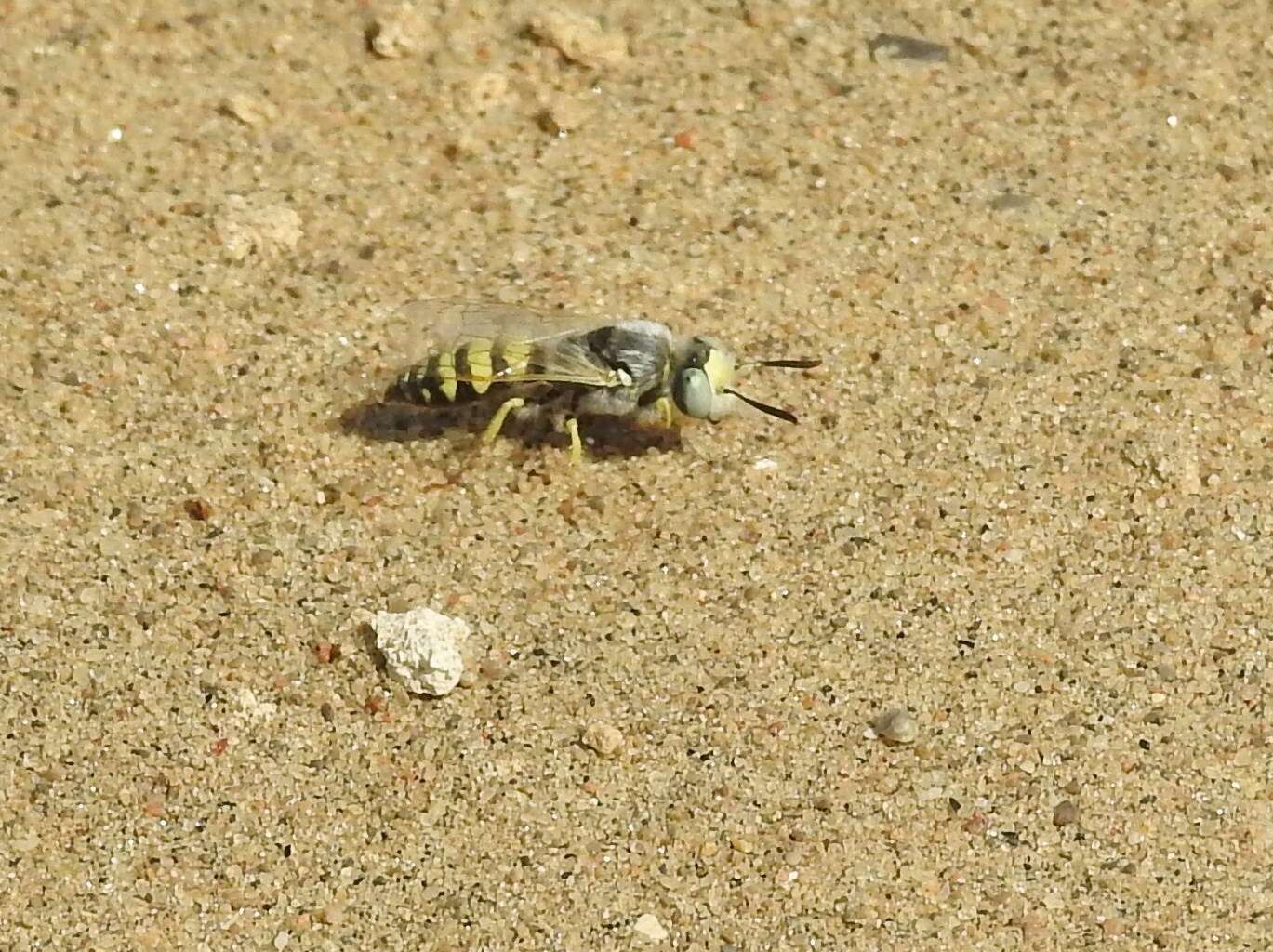 Philanthus albopilosus Cresson 1865的圖片