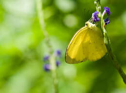 Image of <i>Eurema blanda arsakia</i>