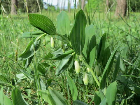 Image of Angular Solomon's Seal