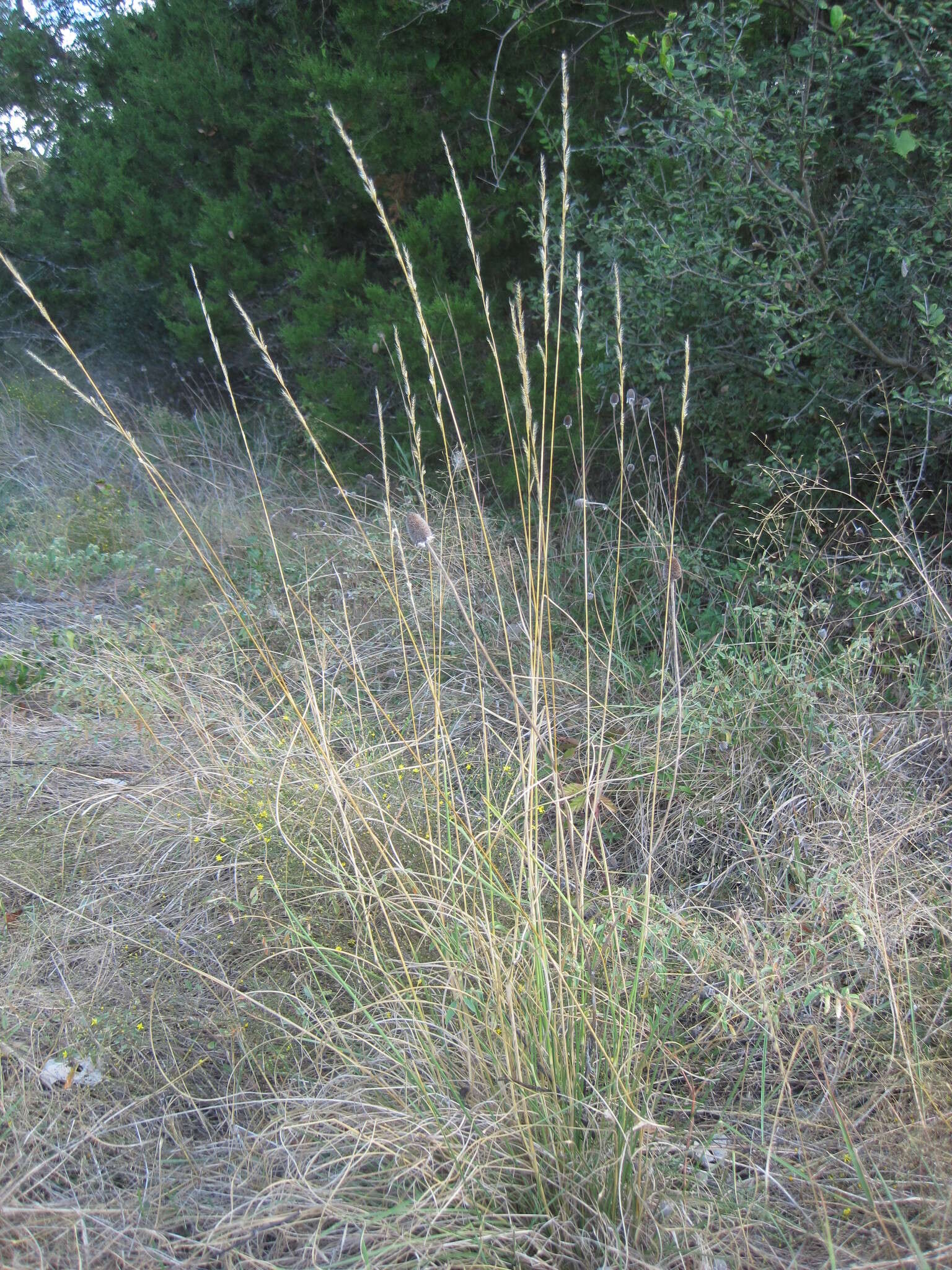 Sivun Eriochloa sericea (Scheele) Munro ex Vasey kuva