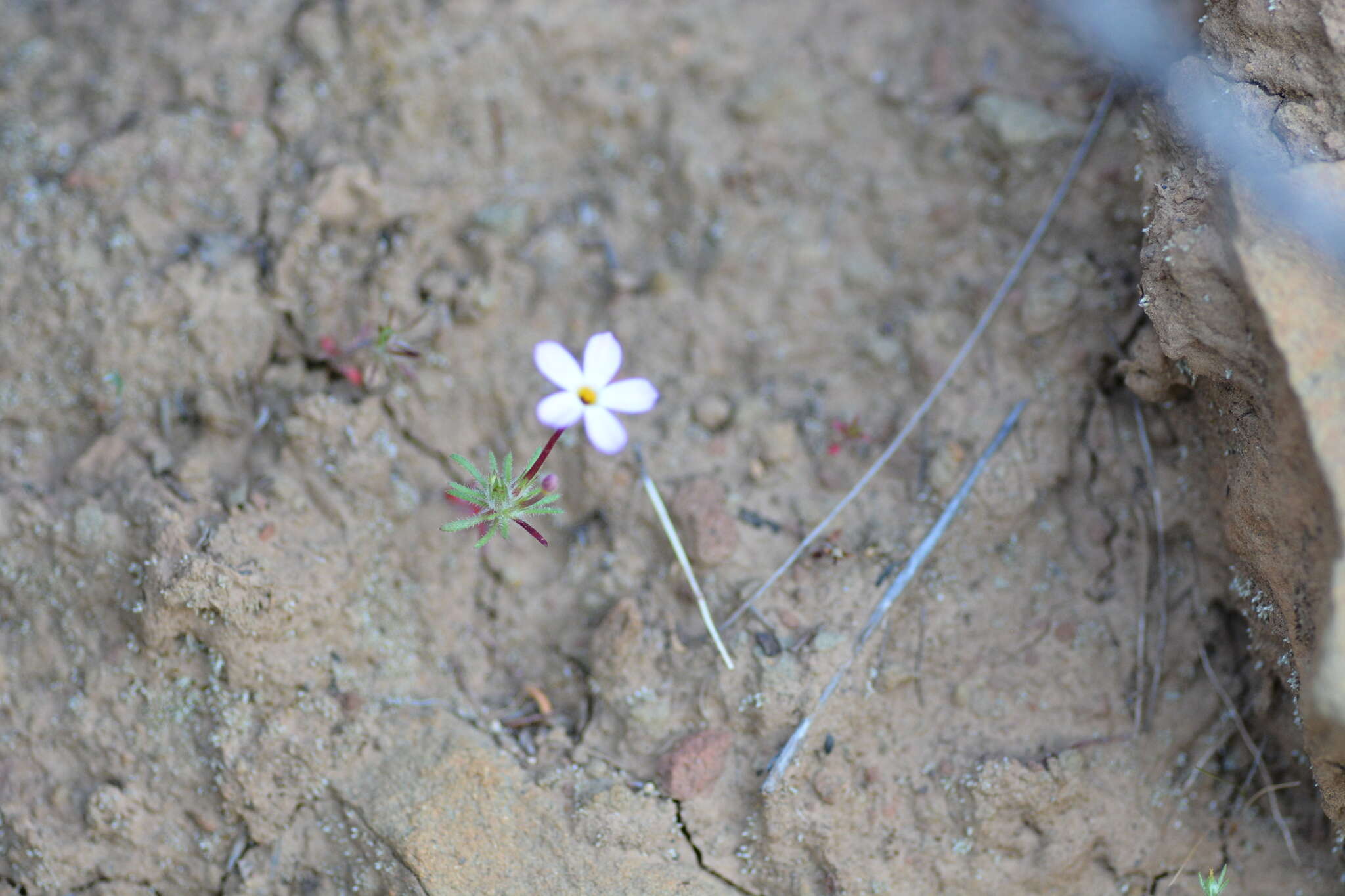 Image of Coast Range linanthus