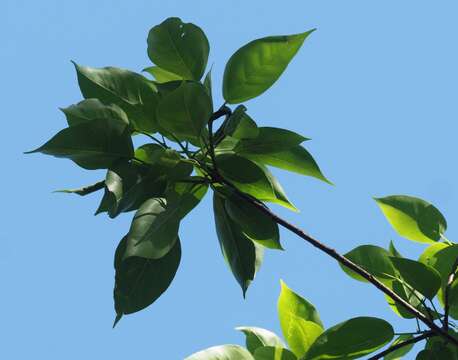 Ficus polita Vahl的圖片