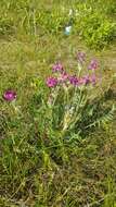 Image de Oxytropis kusnetzovii Krylov & Steinb.