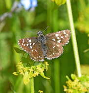 Image of Grizzled skipper